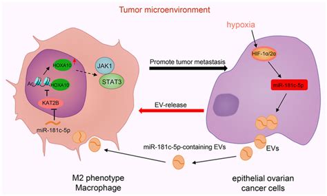 extracellular vesicle‐packaged mir‐181c‐5p from epithelial ovarian cancer cells promotes m2