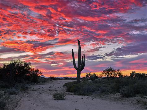 Sunset Silhouettes A Saguaro Cactus In The Sonoran Desert Arizona