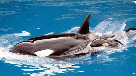Worlds First Talking Killer Whale Wikie The Orca Learns To Say Hello