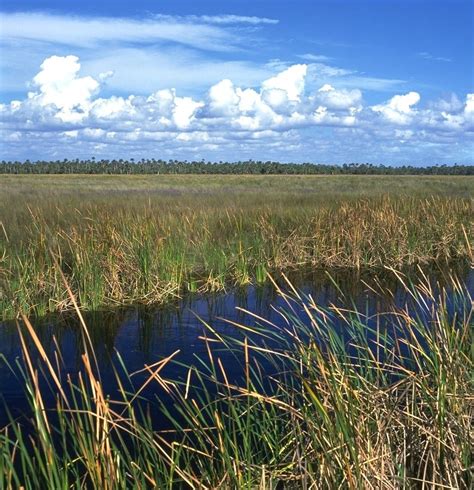 Image Detail For View Of The Sawgrass Swamps Native To The Florida