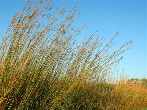 Learn About Growing Big Bluestem Grass