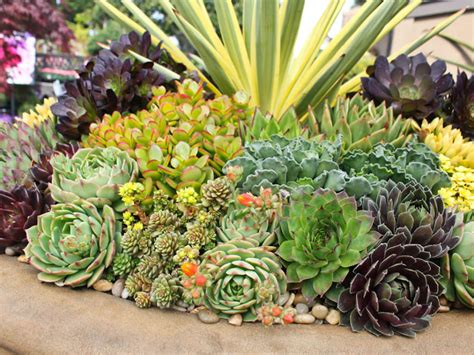 The Basics Of Succulent Care World Of Succulents