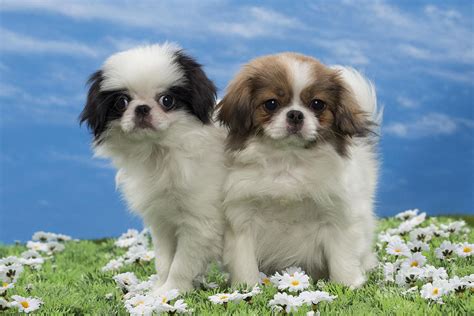Japanese Chin Puppies Photograph By Jean Michel Labat