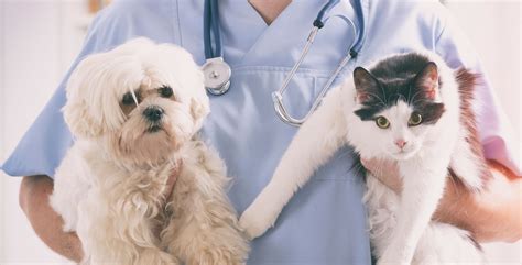 Sick Pets What Signs And Symptoms To Consider To Keep Optimum Pet