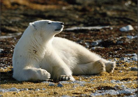 Quelque part au nord de l'islande, une petite fille voit arriver sur une grève un ours polaire épuisé. Photomontage : l'ours blanc, l'enfant et les jets d'eau - { my logbook }