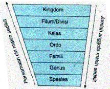Urutan Tingkatan Takson dalam Klasifikasi | Biologi SMA