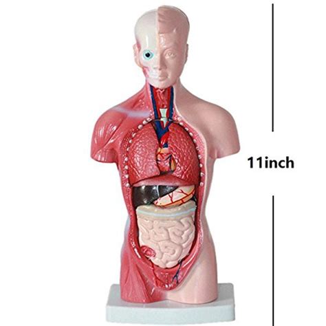 Human anatomy organ chart anatomy of body major arteries of whole body medical careers. Human Torso model 28CM human internal organs Human Anatomy ...