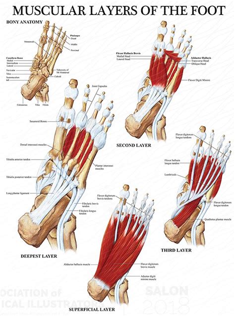 Muscles Of The Foot Laminated Anatomy Chart Uk