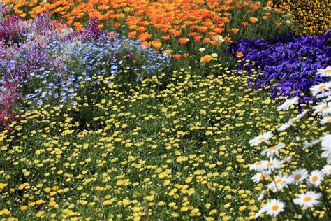 Free Images Field Lawn Meadow Flower Pattern High Botany