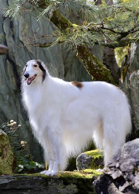 Borzoi An Old Breed Also Known As Russian Wolf Hounds My Great