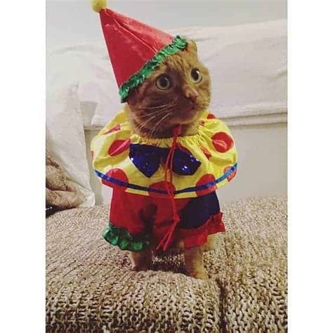 Cat In Clown Costume Vetbabble