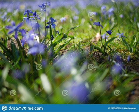 Field Of Little Blue Flowers Stock Photo Image Of Gardening Yellow