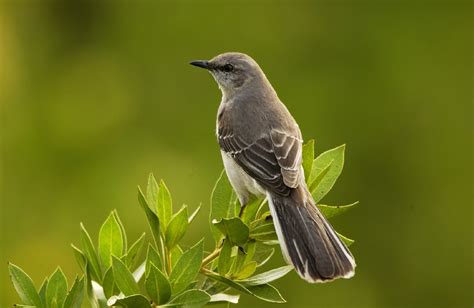 Tennessees State Bird The Mockingbird — Cypress Magazine
