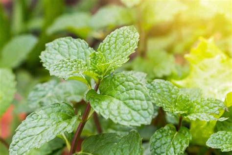 How To Grow And Care For Peppermint Plants Gardeners Path