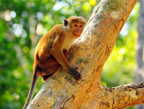 Kaudulla National Park Travel Guide World Travel Guide