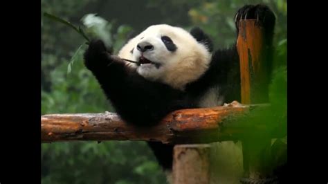 Chinas Wild Giant Panda Population Explodes After Major Effort To Protect Species World News