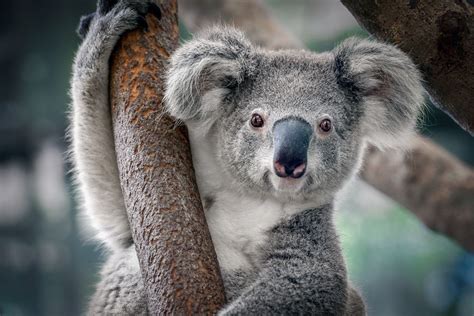 Koalas Are Now Functionally Extinct Koala Bear Koala Bear