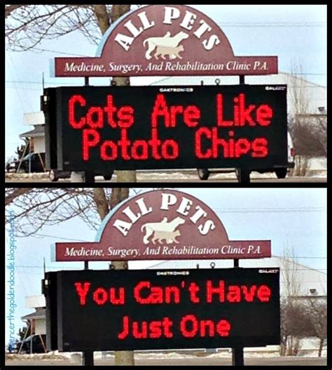 If your cat shows any sign of digestive upset, including vomiting or diarrhea, don't give them peppers again. Cats Are Like Potato Chips...You Can't Have Just One ...
