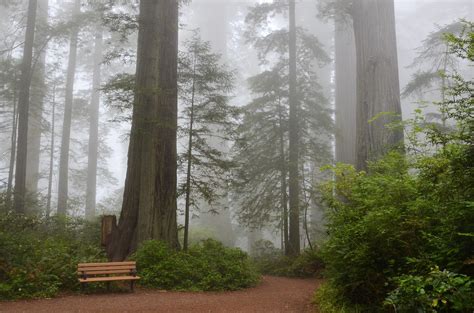 Large Privately Owned Redwood Forest Is Preserved In 247 Million Deal