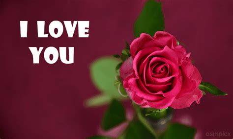 I love you beyond words, my dear. New 2019 Love Images Free Download | Good morning rose ...