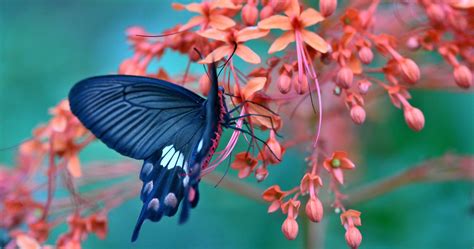 Nature Wallpaper With Butterfly Aesthetic Wallpapers