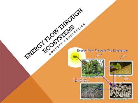 Ppt Energy Flow Through Ecosystems Powerpoint Presentation Free