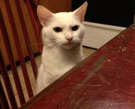 Funny Cat Waiting For Food Funny Memes Cat Memes Silly Cats