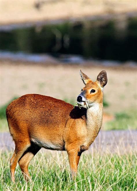 A Small Deer Standing On Top Of A Lush Green Field