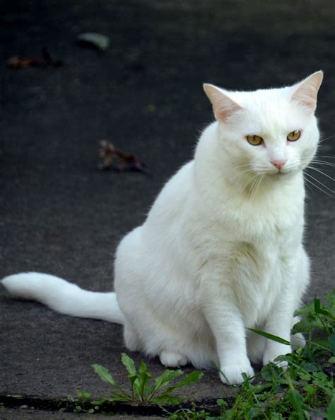 All White Cat Miss Bigglesworth Our Pure White Devil Cat Thomas
