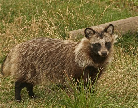 Raccoon Dog Such An Unusual Looking Animal For More Infor Flickr