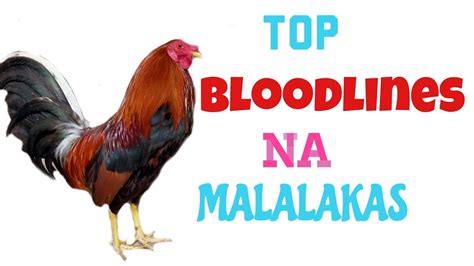 Top Bloodlines Ng Manok Na Malalakas Youtube
