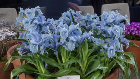 Plants For The Garden Kendal Show 2019 Alpine Garden Society