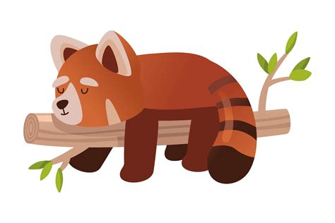 Cute Cartoon Red Panda Sleeping On Bambo Gráfico Por Pchvector