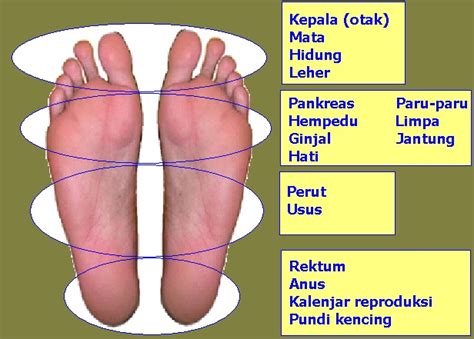 Dia berpaling ke arah kaki dan menumpukan perhatian pada satu titik pada tapak kakinya yang menjadi sensitif. Perubatan Islam Pesona.zikr: Refleksologi