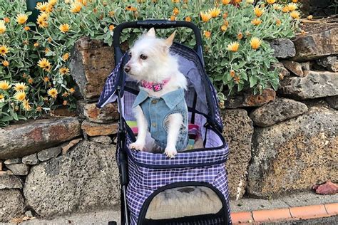 Dog Prams Are A Thing Heres Why You Might See Some Fur Babies Putting