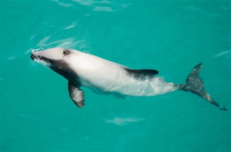 6 Endangered Dolphin Species American Oceans