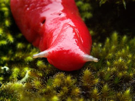 Giant Hot Pink Slugs Found In Australia Focusing On Wildlife