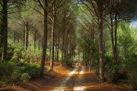 Landscape Nature Tree Forest Woods Road Path Wallpapers Hd