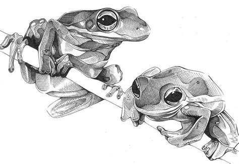 Frogs By J L Gribble Animal Sketches Frog Art Animal Drawings