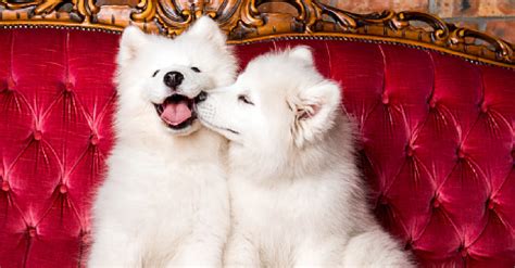 7 Faszinierende Gründe Warum Sich Hunde Küssen Hundewelt