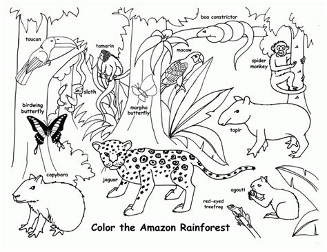 Printables Tropical Rainforest Coloring Page Color Jungle Coloring Home