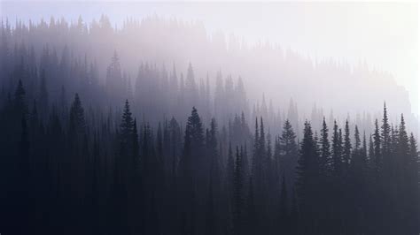 2560x1440 Forest Mist 1440p Resolution Hd 4k Wallpapersimages