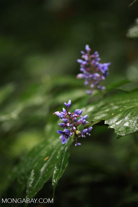 Purple Rainforest Flowers Colombia0452