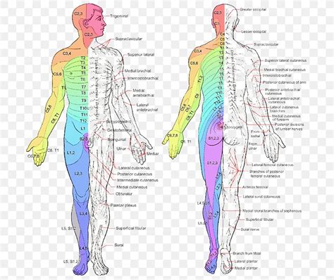 Spinal Nerves And Their Distribution Dermatomes And Myotomes The Best Porn Website