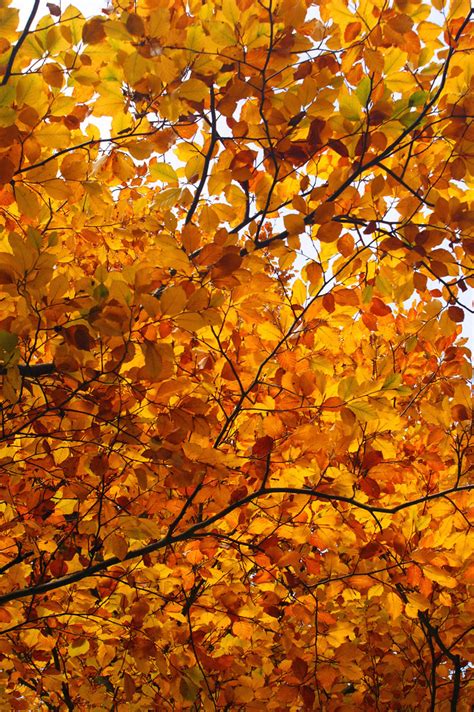 Dsc05071a Autumn Beech Tree Philc59 Flickr