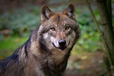 Europäischer Wolf Foto & Bild | natur, tiere, raubtiere Bilder auf ...