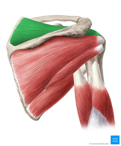Anatomy Stock Images Shoulder Muscles Musculus Supraspinatus My Xxx