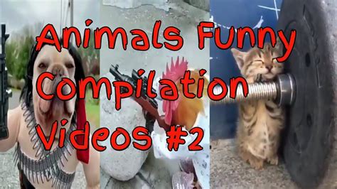 Animals Funny Compilation Videos 2 Youtube