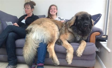 Glorious Leonberger Doggo Dump 100 Made For Cuddles And Floofs