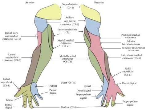 Anatomy Shoulder And Upper Limb Cutaneous Innervation Statpearls